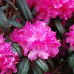 Rhododendron Landmark small leaf